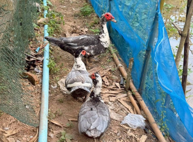 ผู้อำนวยการกองฯ ได้ลงพื้นที่ติดตามและประเมินผลการดำเนินงาน ... พารามิเตอร์รูปภาพ 25