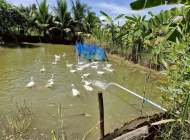 กลุ่มวิเคราะห์เงินทุนอื่น ... พารามิเตอร์รูปภาพ 8